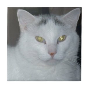 Cat Thoughts White Cat Tile