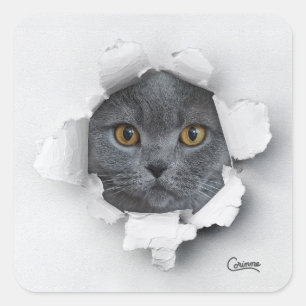Cat Trap - Envelope Stickers