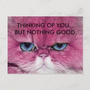 CAT UNFRIENDLY NO FRIENDS FUNNY PINK CAT EYE STARE POSTCARD
