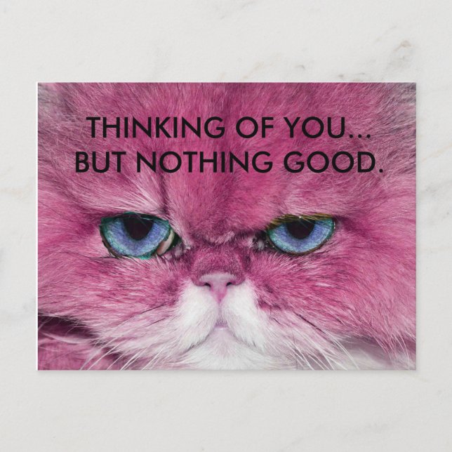 CAT UNFRIENDLY NO FRIENDS FUNNY PINK CAT EYE STARE POSTCARD (Front)