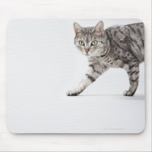 Cat walking mouse pad