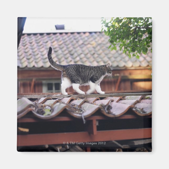 Cat walking on roof of shed magnet (Front)