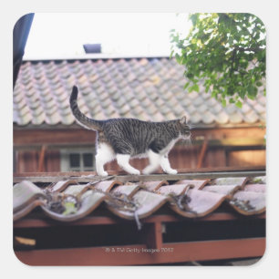 Cat walking on roof of shed square sticker