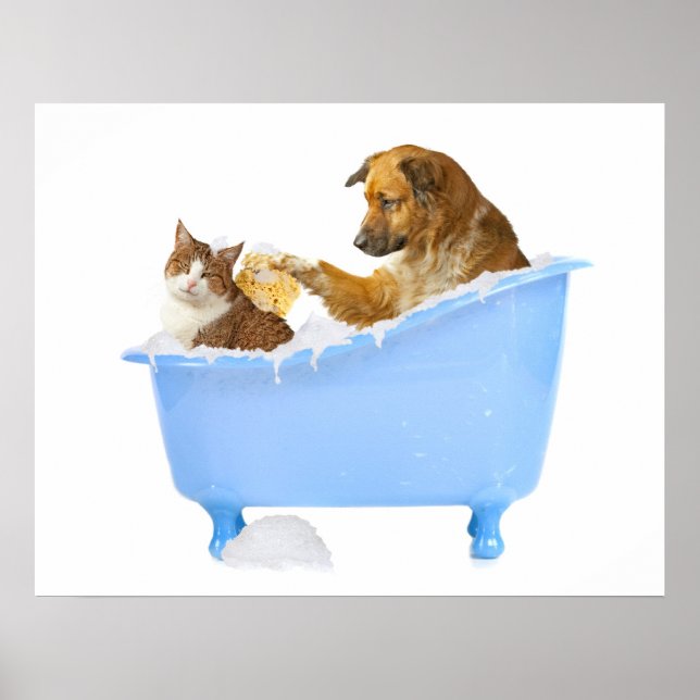Cat- Wash Poster (Front)