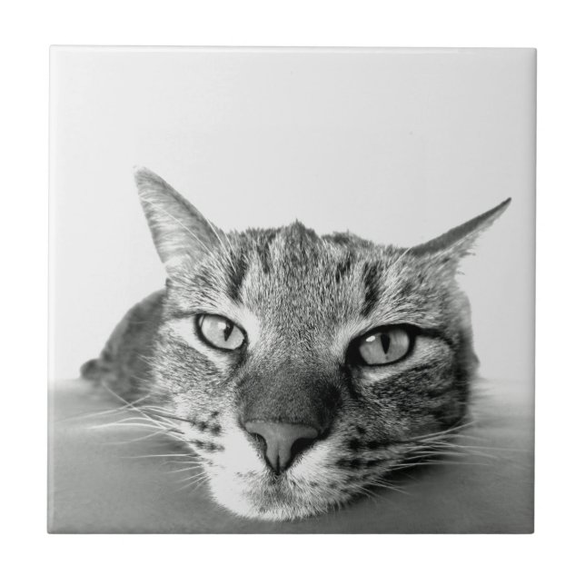 Cat Watching Tile (Front)