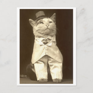 Cat wearing a suit and hat! postcard