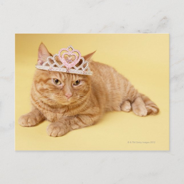 Cat wearing tiara postcard (Front)