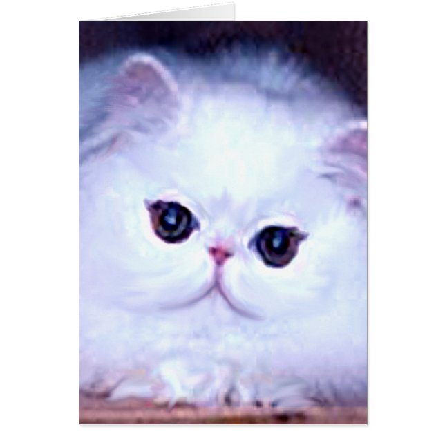 Cat White Persian Kitten Kitty (Front)