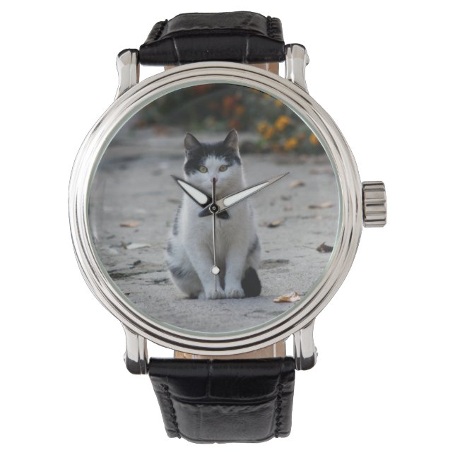 Cat, White, Pet Watch (Front)