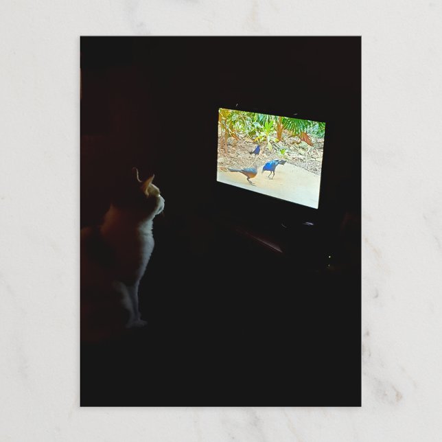 Cat Who Loves His Screentime Postcard (Creator Uploaded)