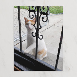 Cat Who Really Wants to Come In Postcard