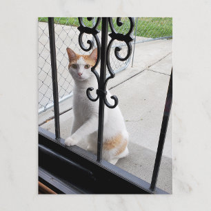 Cat Who Really Wants to Come In Postcard