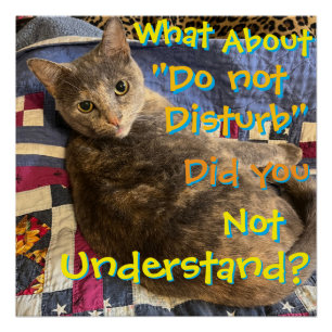 Cat with attitude poster