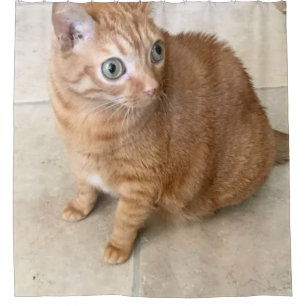 Cat With Big Eyes Shower Curtain