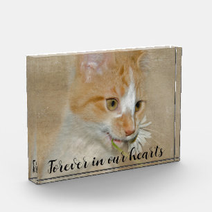 Cat with Daisy Pet Loss Photo Block