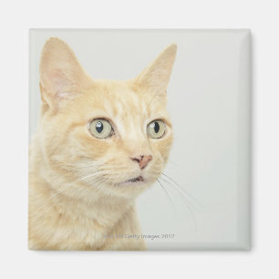 Cat with eyes open wide, close-up magnet