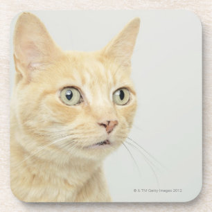 Cat with eyes open wide coaster