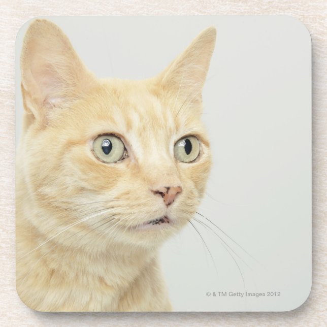 Cat with eyes open wide coaster (Front)