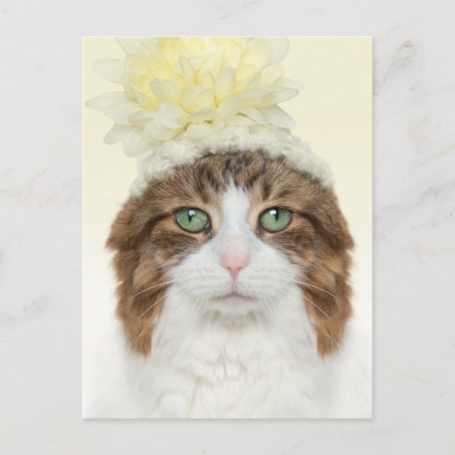 Cat With Flower Hat Postcard (Front)