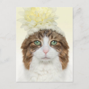 Cat With Flower Hat Postcard