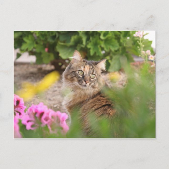 Cat with Geranium Postcard (Front)