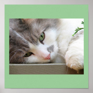 Cat with Green Eyes Poster