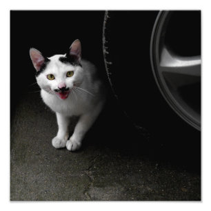 Cat with Moustache Photo Print