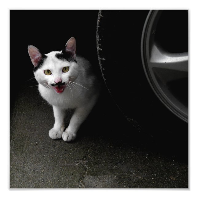 Cat with Moustache Photo Print (Front)