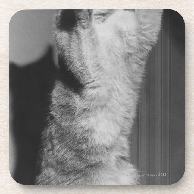 Cat with raised paws (B&W) Coaster (Front)