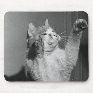 Cat with raised paws (B&W) Mouse Pad