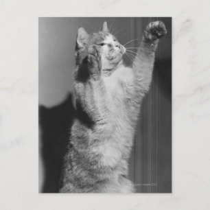 Cat with raised paws (B&W) Postcard