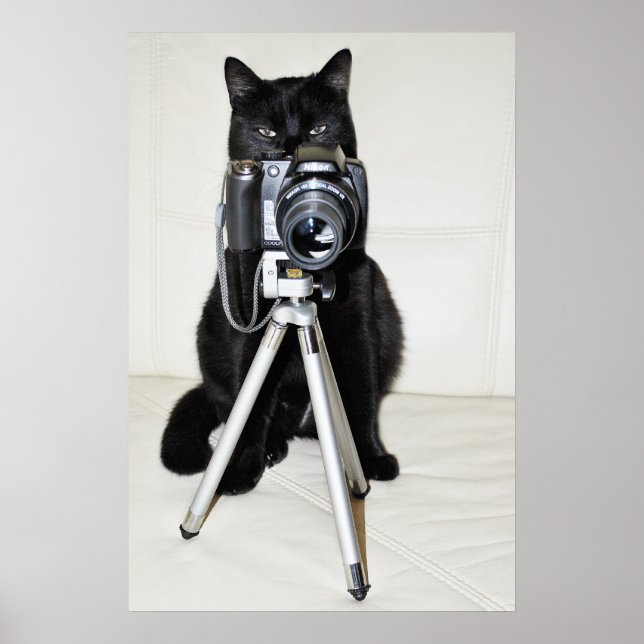 Cat with the camera - poster (Front)