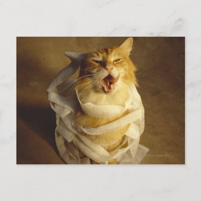 Cat wrapped in medical gauze postcard (Front)
