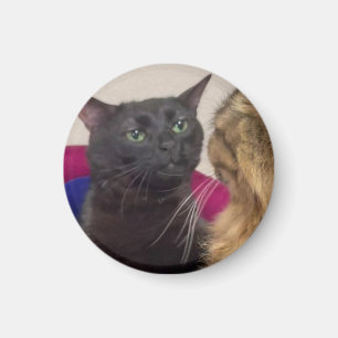 Cat zoning out meme magnet
