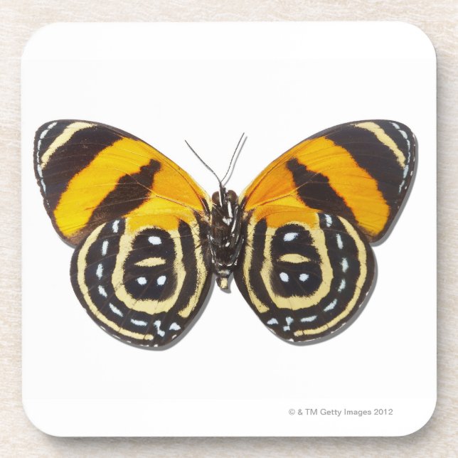 Catagramma cynosura coaster (Front)