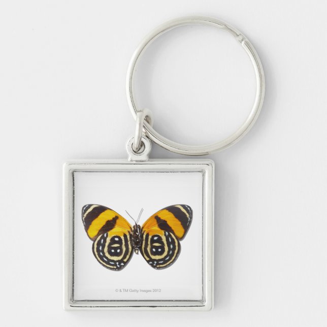 Catagramma cynosura key ring (Front)