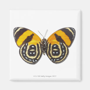 Catagramma cynosura magnet