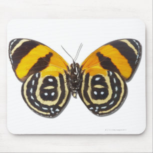 Catagramma cynosura mouse pad