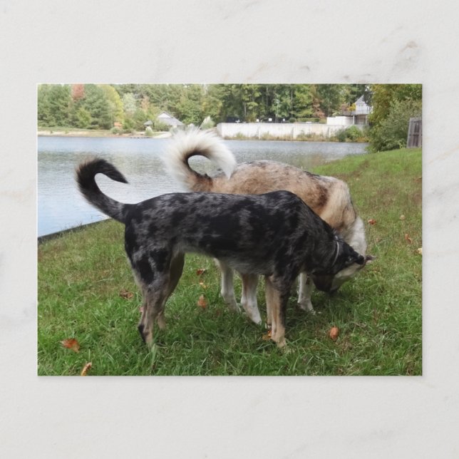 Catahoula Leopard Dog and Ausky Dog Sniffing Postcard (Front)