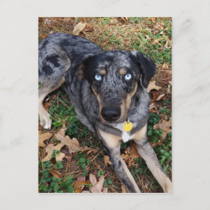 Catahoula Leopard Dog Laying Down Postcard