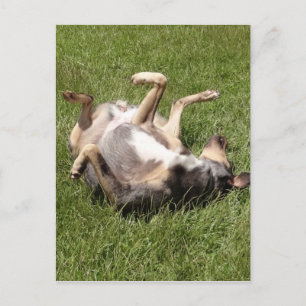 Catahoula Leopard Dog Rolling in Grass Postcard