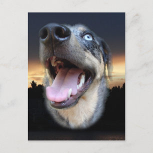 Catahoula Leopard Dog Sunset Postcard