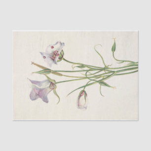 Catalina Mariposa by Mary Vaux Walcott Tissue Paper