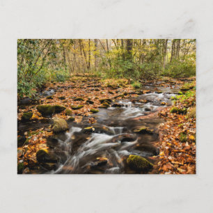Cataloochee Creek NC Great Smoky Mountains Postcard