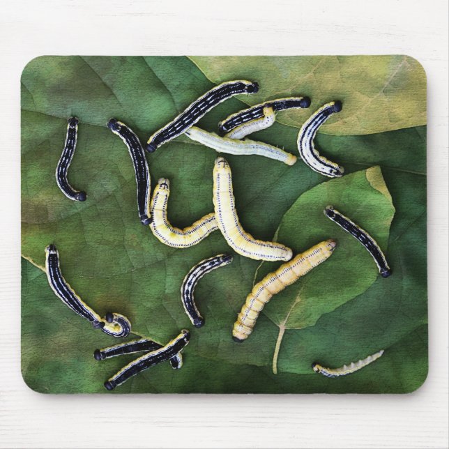 Catalpa Worms Catfish Bait Photographic Art Mouse Pad (Front)
