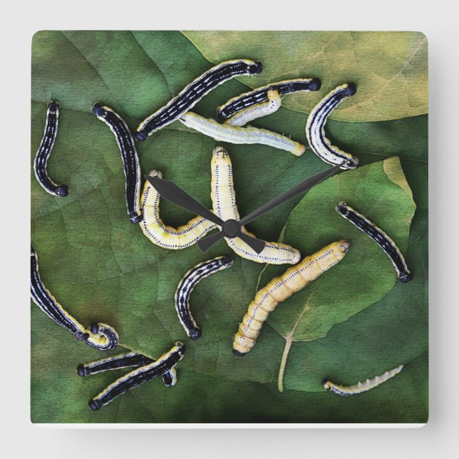 Catalpa Worms Favorite Catfish Bait Art Square Wall Clock (Front)