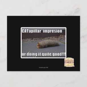 CATapillar Postcard