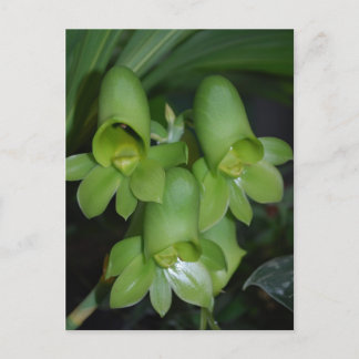 Catasetum orchid  female flower postcard