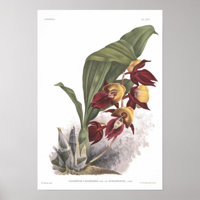 Catasetum splendens poster (Front)