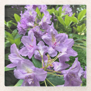 Catawbiense Boursault Rhododendrons, Oregon Glass Coaster